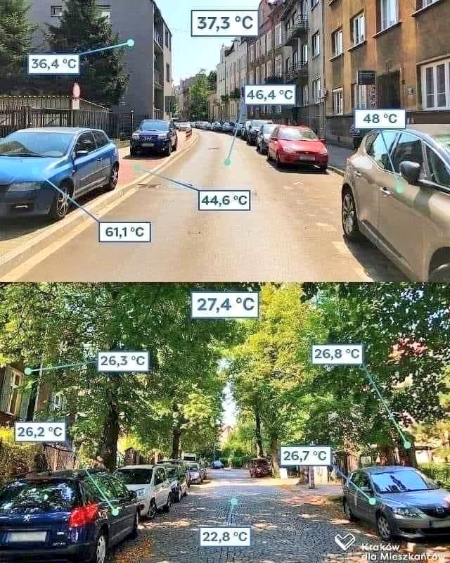 Ask For Trees In Your City 🌳🌴💚.