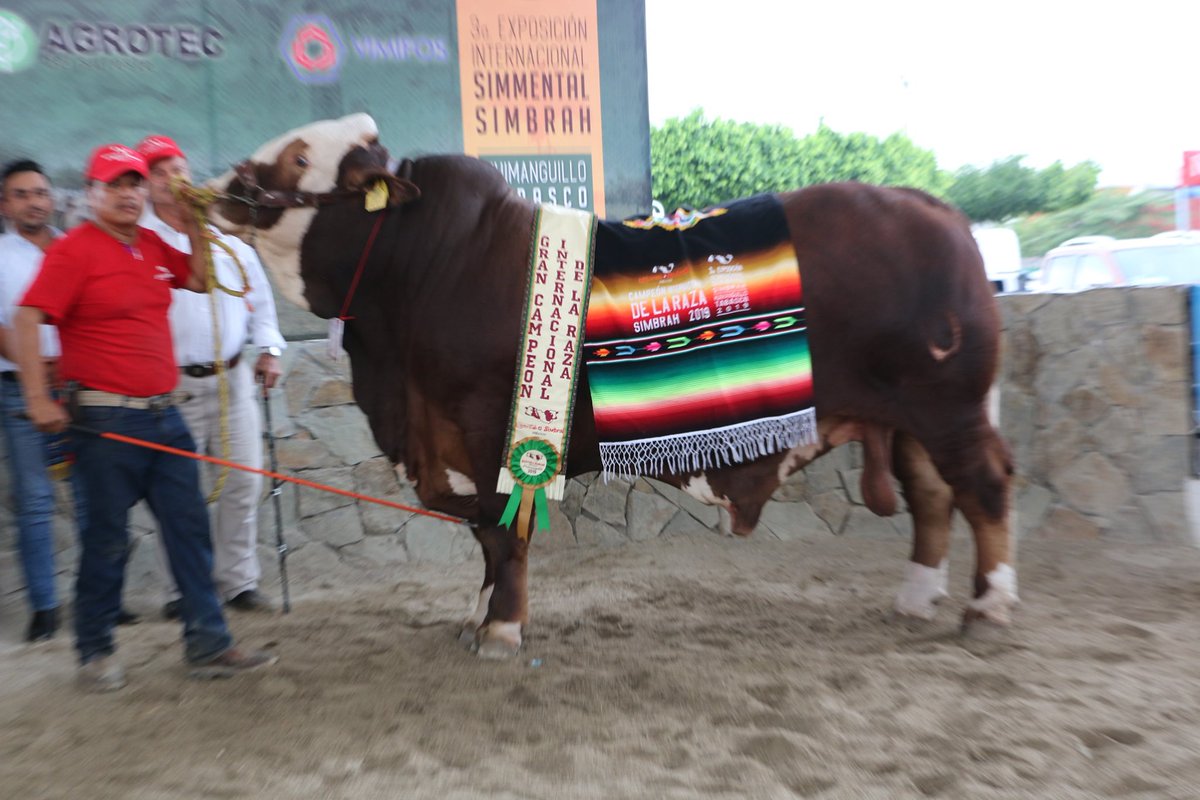 SimmentalSbMX's tweet photo. #TBT #HistoriaSimmental
A propósito de la próxima 4a. Exposición Internacional en #Huimanguillo #Tabasco 2022, les compartimos fotos de la 3a. Exposición Internacional #Simmental #Simbrah realizada en 2019. https://t.co/l37wF6zUYG