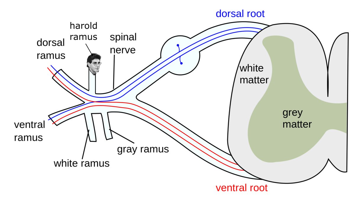 DrBryanBlack's tweet photo. Proposed schematic of #nociceptive (i.e., #painful) inputs modulated by the #haroldramus. @HaroldRamis https://t.co/FpHBZOaXoh