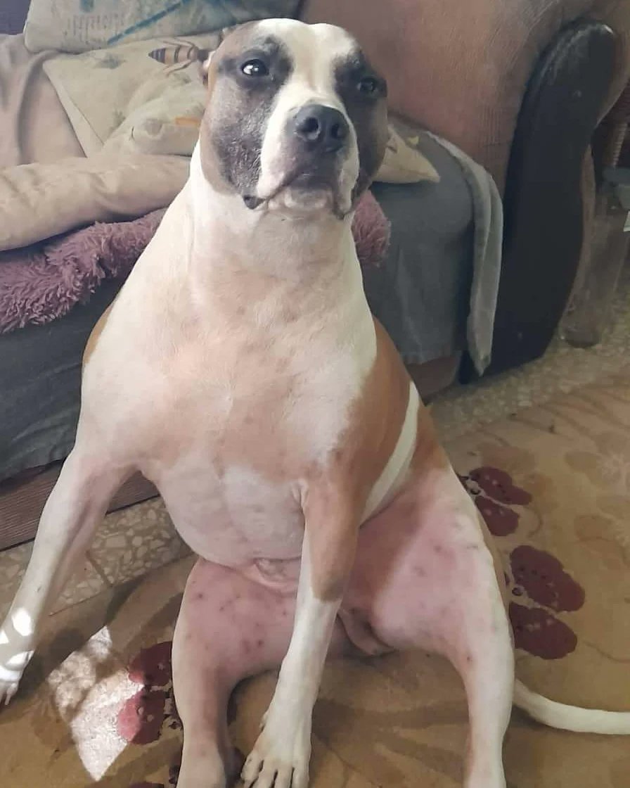 JaxPitbull's tweet photo. We often wonder about brother Bosco...if you question your dogs antics, comment with a photo about their weirdness!!

#dogantics #sitting #sittingpretty #pitbulllife #pitbulllove #weird #weirddog https://t.co/81DLH9sgHf