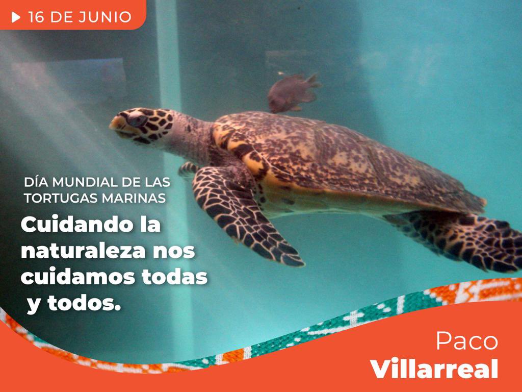 VillarrealPaco's tweet photo. La Costa de Oaxaca es una de las pocas privilegiadas en el mundo para recibir cada año miles de tortugas. Hoy que celebramos el Día Mundial de las Tortugas Marinas, les invito a preservar y proteger esta especie.

¡Cuidando la naturaleza nos cuidamos todas y todos! https://t.co/nFQ5gnUAIu