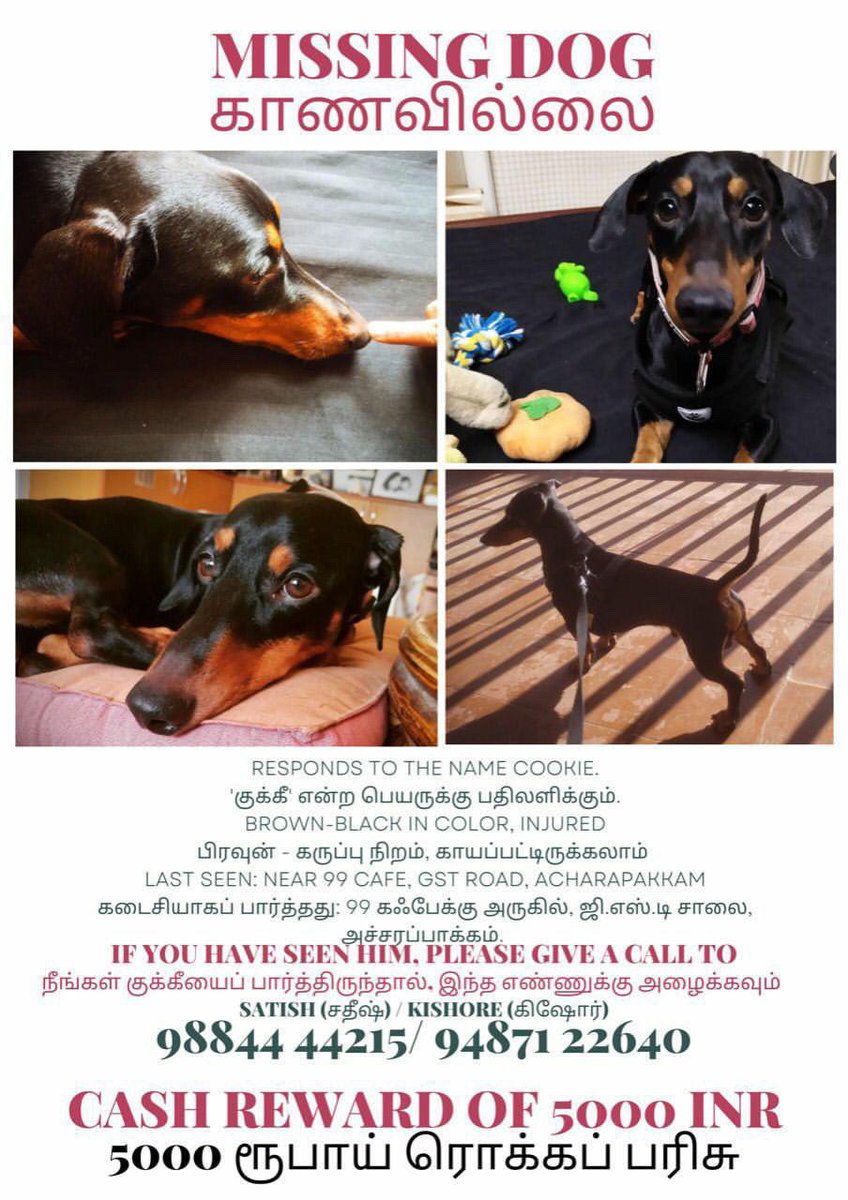 muthu_tara's tweet photo. 🚨RT to help find the missing Doggo🚨
#dogsofchennai #dogtwitter #MissingPets #missingdog https://t.co/8lvIR5NxjR