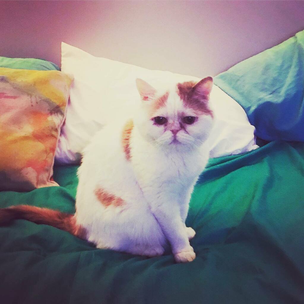 HealthyHanh's tweet photo. Check out @ms.yumyum.thecat If you know her, you already love her. She’s about to take Instagram by storm. 🐱 https://t.co/DzEVkrfwAa https://t.co/q3gd0cS1cv