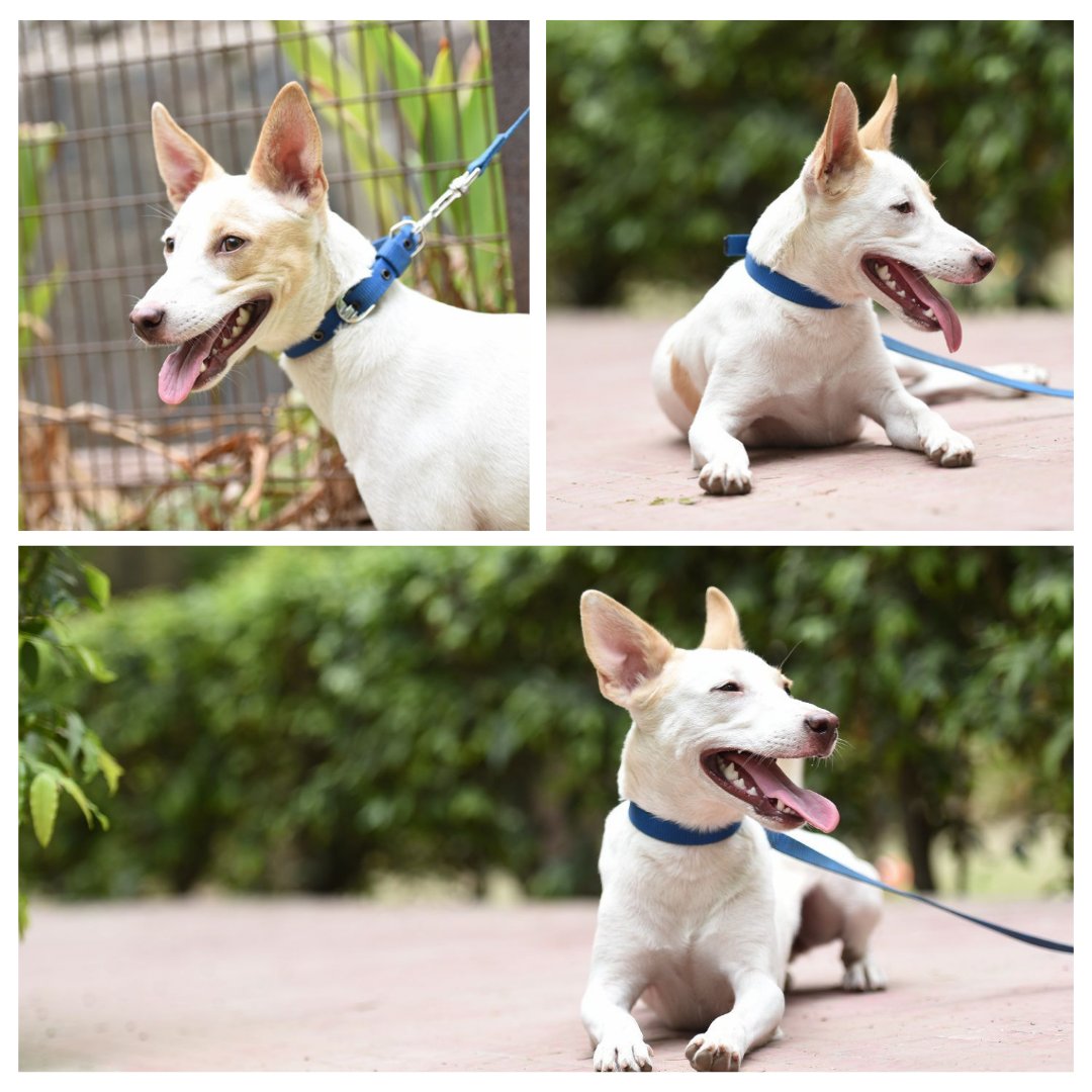 kaalicharan's tweet photo. #Delhi 𝐀𝐝𝐨𝐩𝐭𝐢𝐨𝐧! 

Bella, the 5-month-old puppy 🐕 needs a loving home. #AdoptDontShop 
📞+91 97111 10011
📧 cat@dogwithblog.in 

https://t.co/NVQpg9lVmr

RT! https://t.co/BnUqL3i9Ji