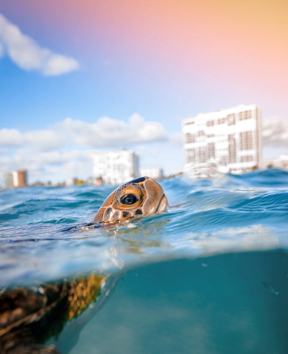 PalmBeachesFL's tweet photo. That moment when World Sea Turtle Day falls on #TurtleThursday 🐢 We are so fortunate to be one of the most densely populated turtle nesting areas in the world!
#ThePalmBeaches

📸 @@jeffbiegephotography @kylesoto @benjhicks @maxblakesberg https://t.co/NqVh8pWtjz