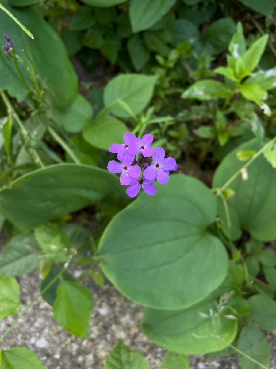aspenfoxtracks's tweet photo. Indiana Dunes NP, Mt Baldy &amp; wildflowers. A park I was at about 10 years ago but was a great revisit.

 #indiana #roadtrip #Questfor423 #nationalpark #outdoors #optoutside #getoutside #travel #indianadunes #aspenstracks #wanderlust #parkchat @IndianaDunesNPS #nps #FindYourPark https://t.co/0FWwt3Ah3l