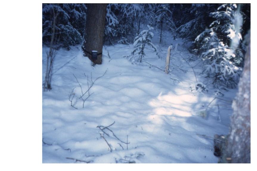 It's the Where's Waldo of wolverines!