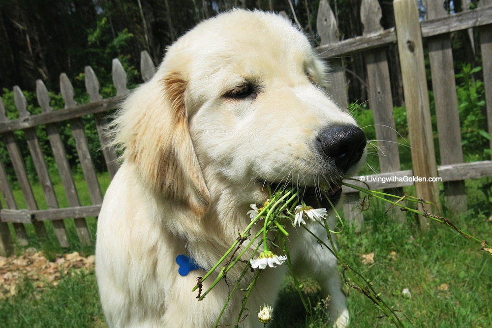 Yesterday I shared a photo of us posed nicely with daisies. Asa has come a long way since the days he use to pick them for Mom. #ThrowbackThursday 2015 🎶#PleaseDontEatTheDaisies 🎶 #PuppyProblems