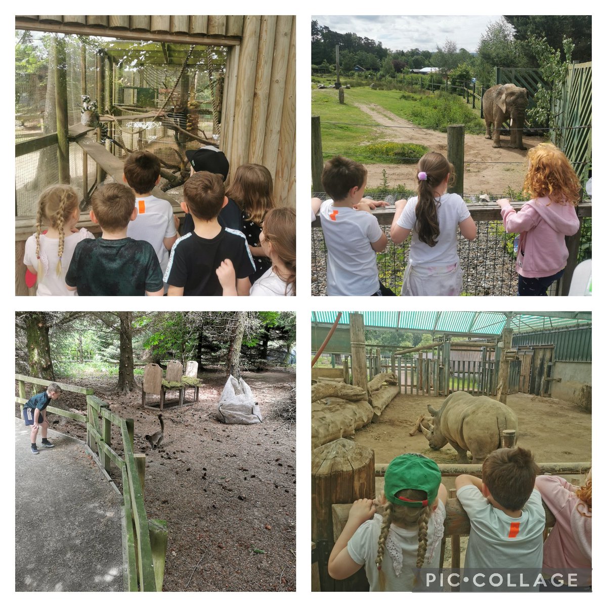 P1 had the best day at the Safari Park yesterday! 🐒🐃🐪🦒🐘🦏