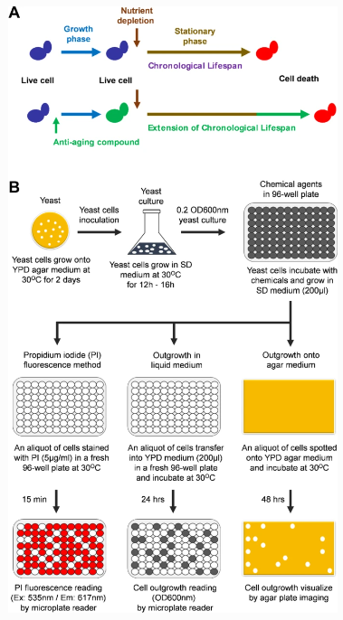 GeroScienceAGE's tweet photo. Open🔓Access Article
The PICLS high-throughput screening method for agents extending #cellularlongevity identifies #25anhydroDmannitol as novel #antiaging compound by Mohammad Alfatah & Frank Eisenhaber.
#saccharomycescerevisiae
#lifespan
https://t.co/bxHBrrhQk7
@ASTARsg @NTUsg https://t.co/AKDktGPry0