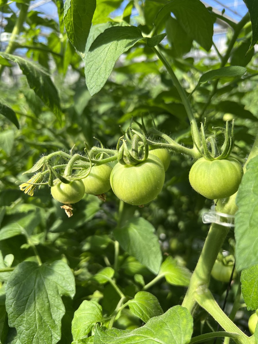 [EU] Eusko Label-eko tomateak ekoizten ditugu - Eguraldi ederra eta landareak eskertzen digu! [ES] Producimos tomates Eusko Label - Un clima extraordinario que la planta nos lo agradece. #tomate #euskolabel #alberro