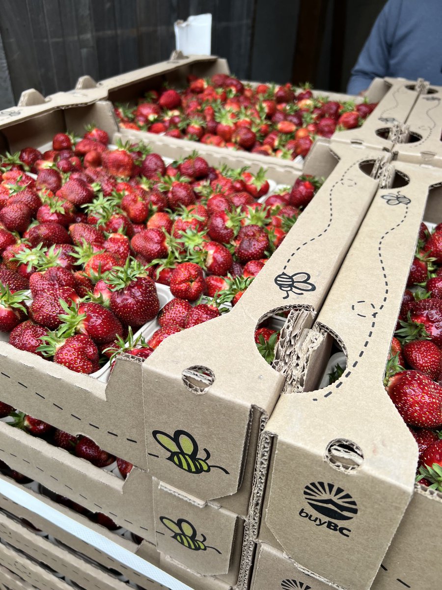 Fruitpeddlar's tweet photo. Mary’s Peak June Bearing Strawberries from JK Agro. The Flavour on this cultivar, from the breeding program in Corvallis, is phenomenal! https://t.co/J5mrM4LyUU