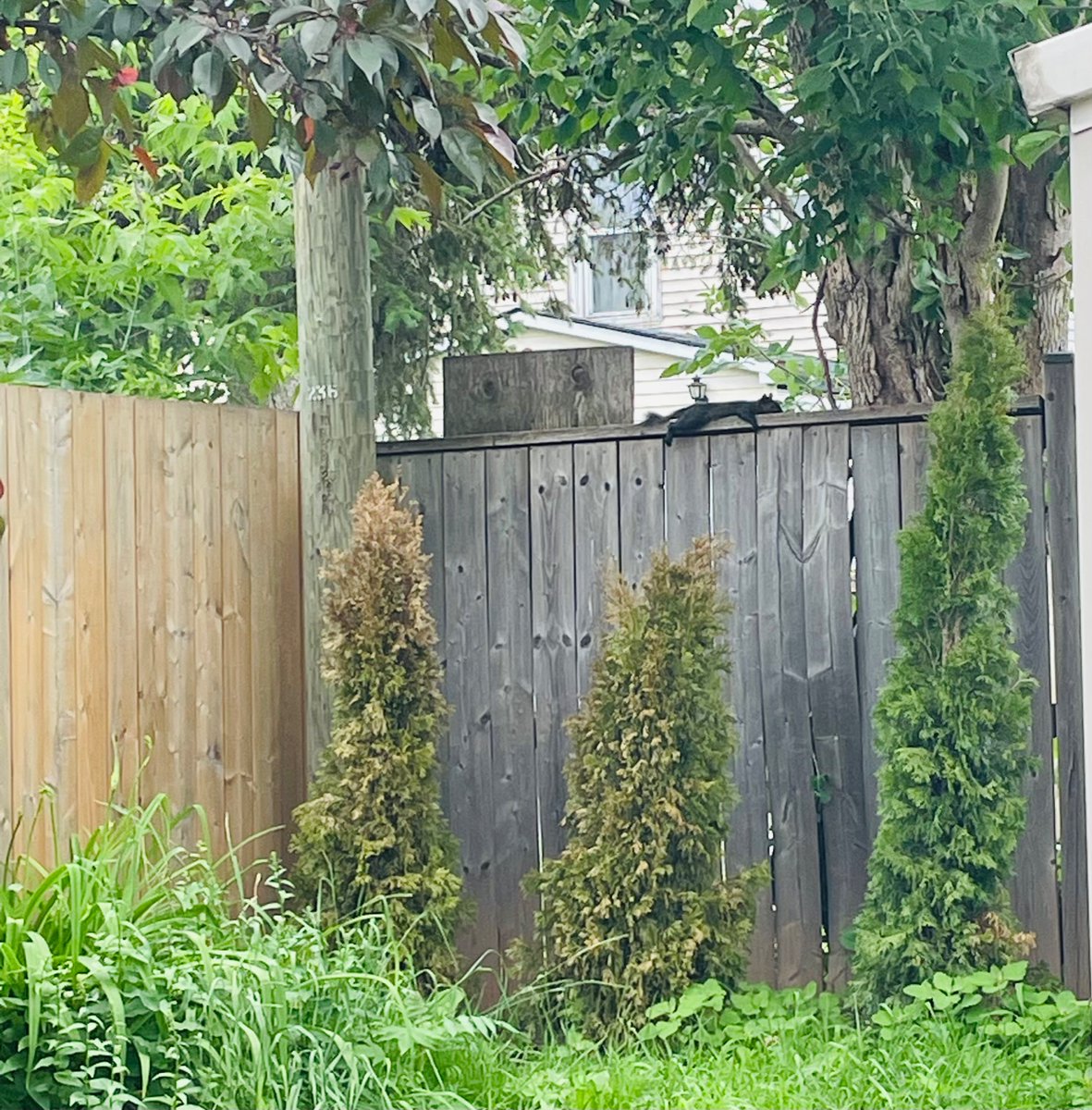 KBremes's tweet image. Should I give him a popsicle ?
   🥺
 👉🏻👈🏻