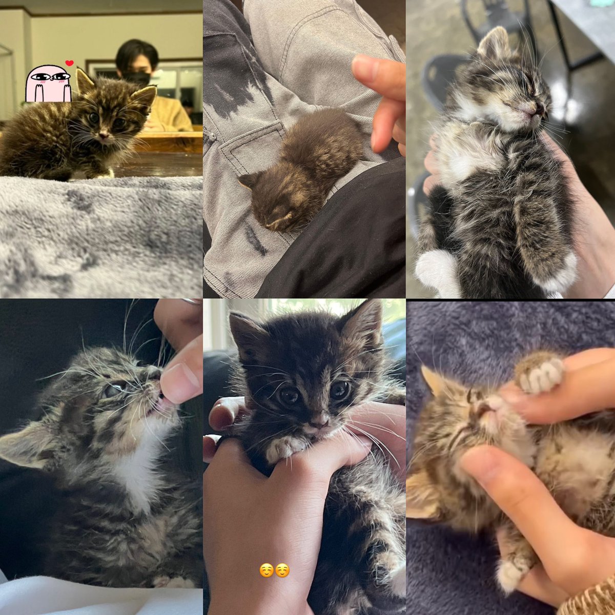 nnikikun's tweet photo. ni-ki’s adorable interactions with the kitten~ 🥺🤍 https://t.co/KTKUG4Ou4i