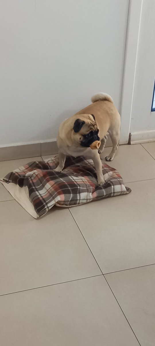 RicardoPynguin's tweet image. Panqueca, Zé e Pick