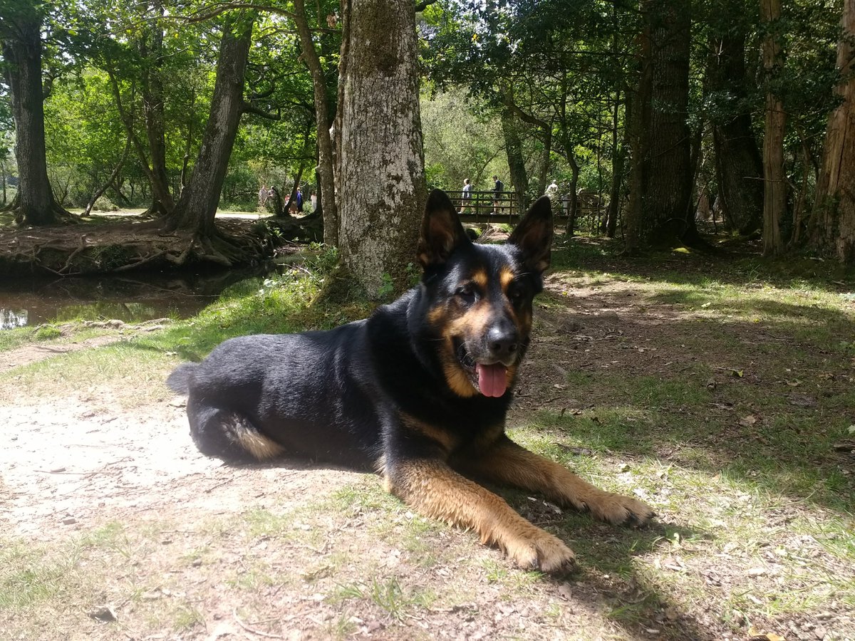 dave_harfield tweet media