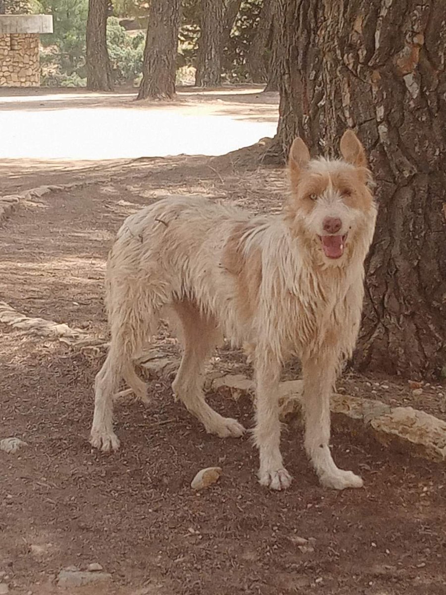 silvia mensegar tweet media