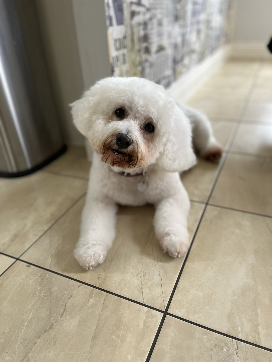 mata103's tweet photo. @Happydog___ Happy birthday Tony from pebbles 🫶🥳🌟🐶you’re pawsome 💜 boy ! https://t.co/BwML3HvYKH