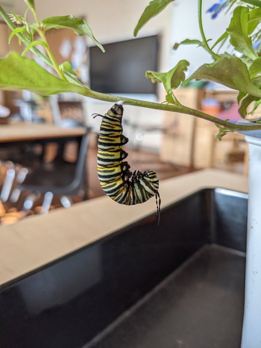 carrissaece's tweet photo. This morning I arrived at a J hanging on the plant. Went out to greet our students, and when we returned to our class the chrysalis had started to form. @TMcCann3 @PortWellerPS @DavidSuzukiFDN @DSBNOutdoorED #butterflywayproject https://t.co/RzvhUT4i3C