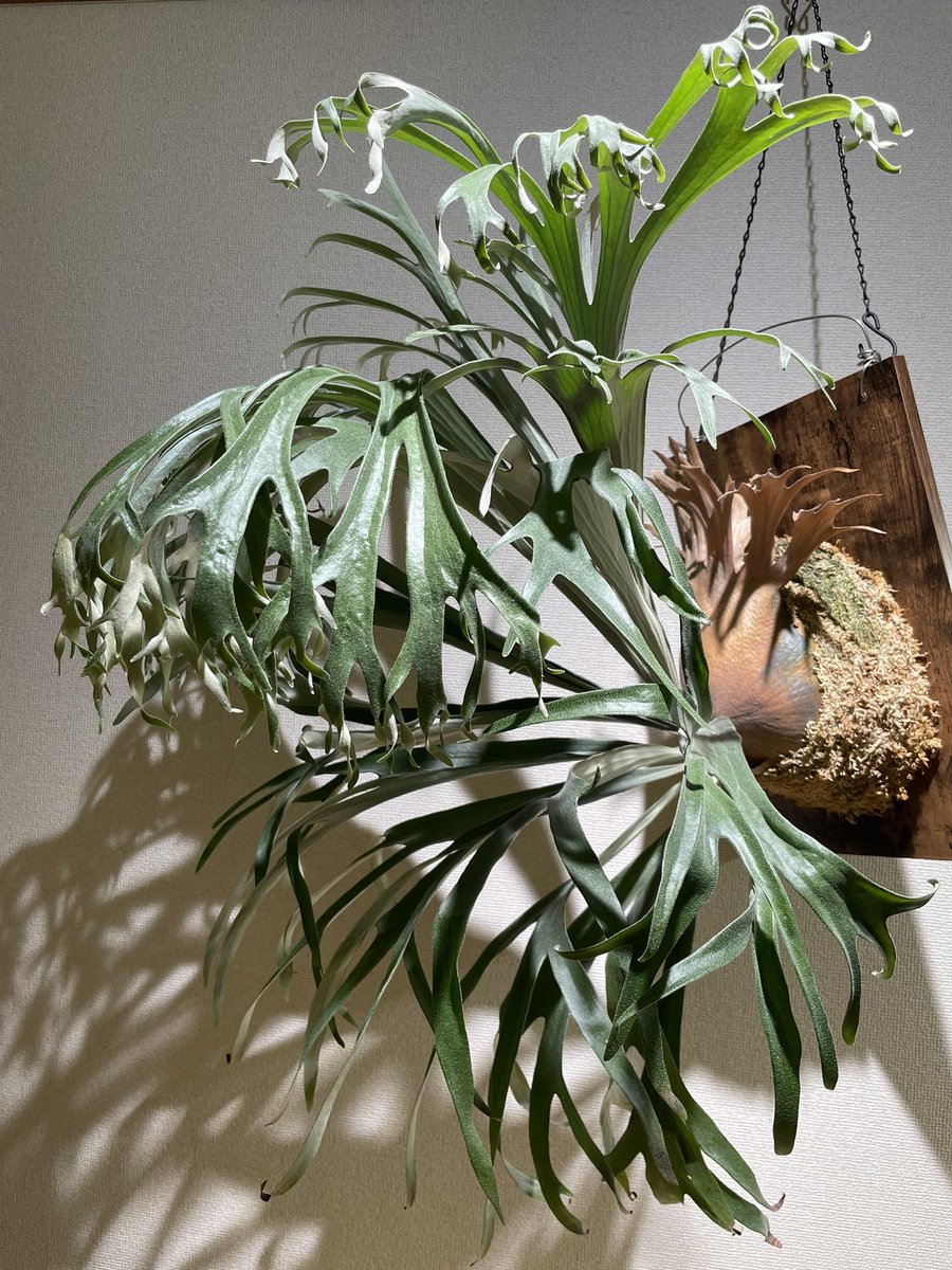makiiiiiito🌱lewis в X: „#第0回ビカクシダ品評会応募 【 P makiiiiiito🌱lewis в X: „#第0回ビカクシダ品評会応募 【 P