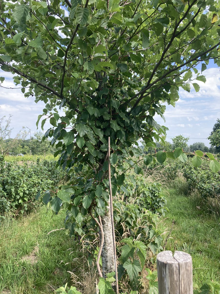 Wat vind je van deze combinatie? De zwarte els als bodemverbeteraar door #stikstoffixatie samen met de #kiwibes. Iets verder staat de mannelijke kiwibes. Denk je dat dat lukt?