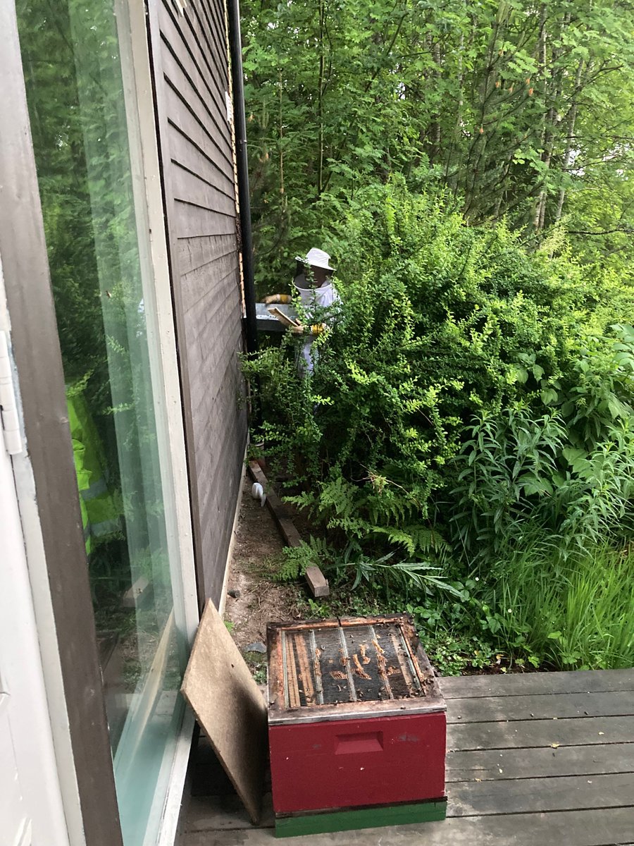 jonas70927106's tweet photo. #magicmindnft + @magicmindnft
Long story short: i wanted local honey, but i dont know any beekeeper. So i used my magic mind. Today bees came to me and stayed. I had to find a local beekeeper to collect them. Now i know one from whom i can buy truth honey :) Power of the mind https://t.co/ENaWOlSIM2