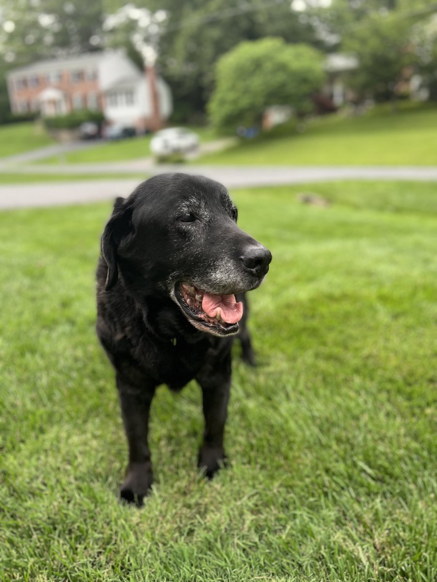 Rooshandler's tweet photo. K9 Roo turned 16 years young today. Retired in 2017 from the DCFD and still enjoying platoon 5. https://t.co/RVCckAYZ5q