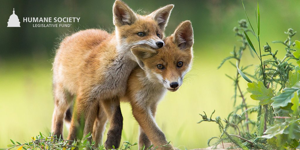 humaneactfund's tweet photo. TY @RepHuffman &amp; @NRDems for today's hearing on HR 7398, which would ban wildlife killing contests on public lands! They are barbaric &amp; serve no scientific conservation or wildlife mgmt purpose. TY also @RepCohen for leading the bill &amp; @Rep_Stansbury &amp; @SGR4NM for your remarks 🙌 https://t.co/M0k2WQbSFb