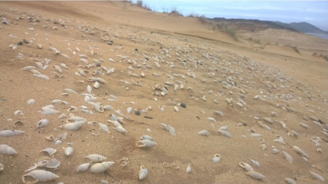 nic_rawlence_nz's tweet photo. We are working w/ Māori &amp; palaeos across #NZ's uni's, museums, CRI's &amp; the Geol Soc NZ to come up with a shortlist to put to a public vote, &amp; we'd like your thoughts on what #fossils should be on the shortlist. Maybe pupu whakarongotaua flax snail fossils (Photo by Kerry Walton). https://t.co/Ur1a8Q4uhB