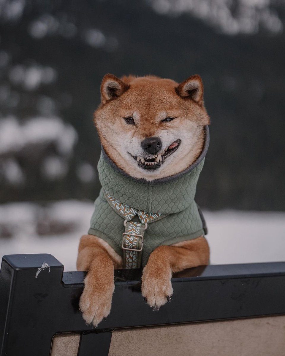 When you realize it's only Thursday 

Instagram.com/cricketintheth…

#hurttaamerica #razzledazzlemidlayer #razzledazzleharness