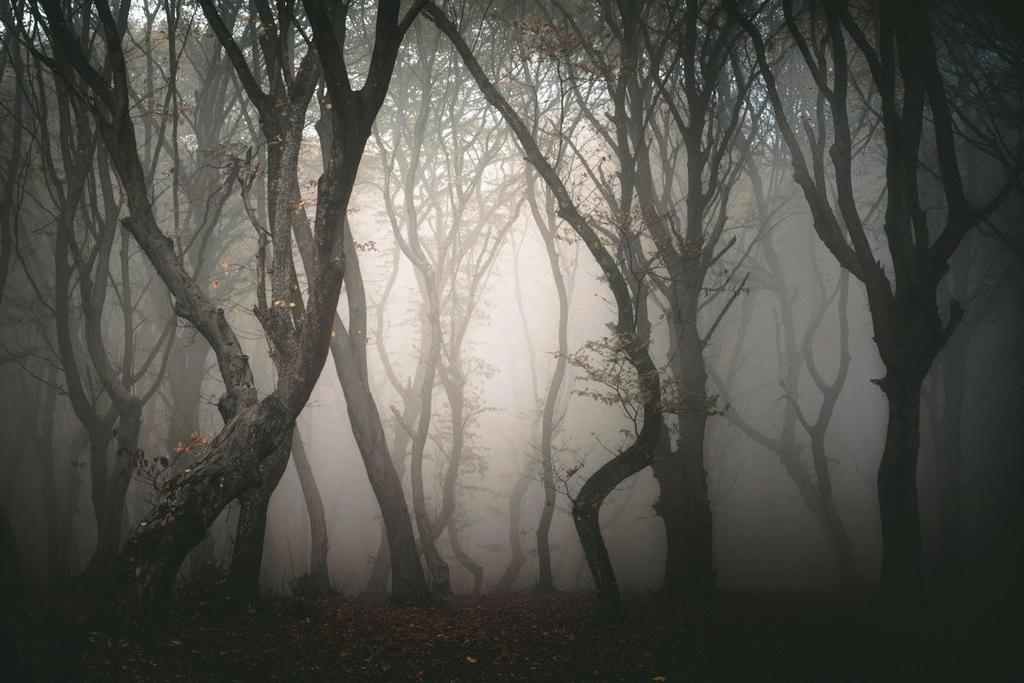 peero007's tweet photo. Thread of haunted places and places with strange phenomena.

1. Hoia-Baciu Forest, Romania

Some time in 1968, a military technician took a photograph of a UFO over the forest. After that, people brave enough to pass through reported nauseas, rashes &amp; heightened anxiety. https://t.co/uIDZqfERxF