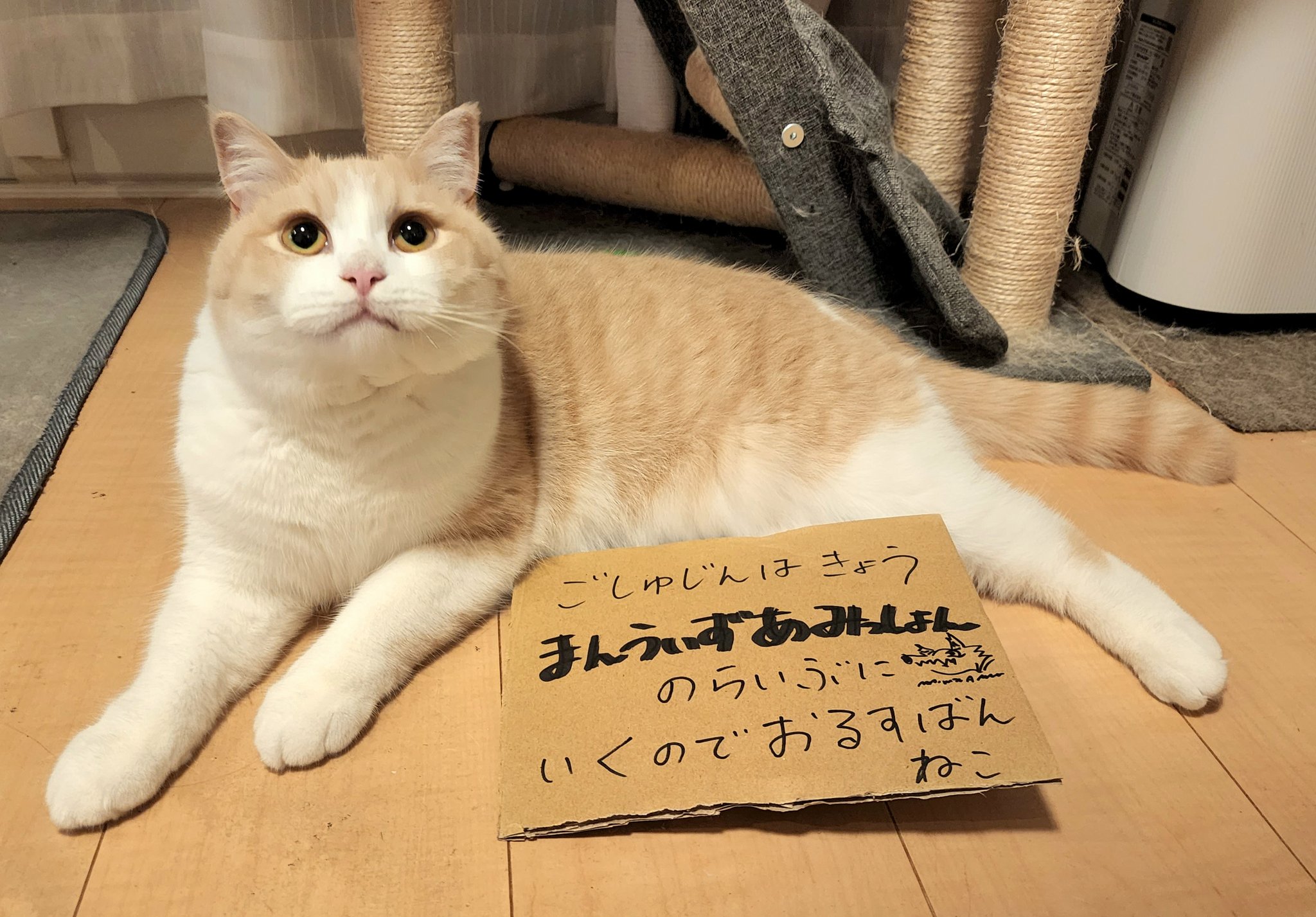 ベラトリックス Mad Torikabuto Twitter