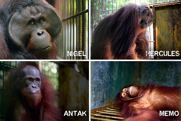 Orangutango_NFT's tweet photo. Every year, new #orangutans who have been displaced from their #rainforest homes or rescued from illegal trade enter #BORA Rehab &amp; Release Programme to embark on their journey to freedom. 
Nigel, Hercules, Antak and Memo were rescued as infants. Kept together in a small cage https://t.co/FueA0Telb3