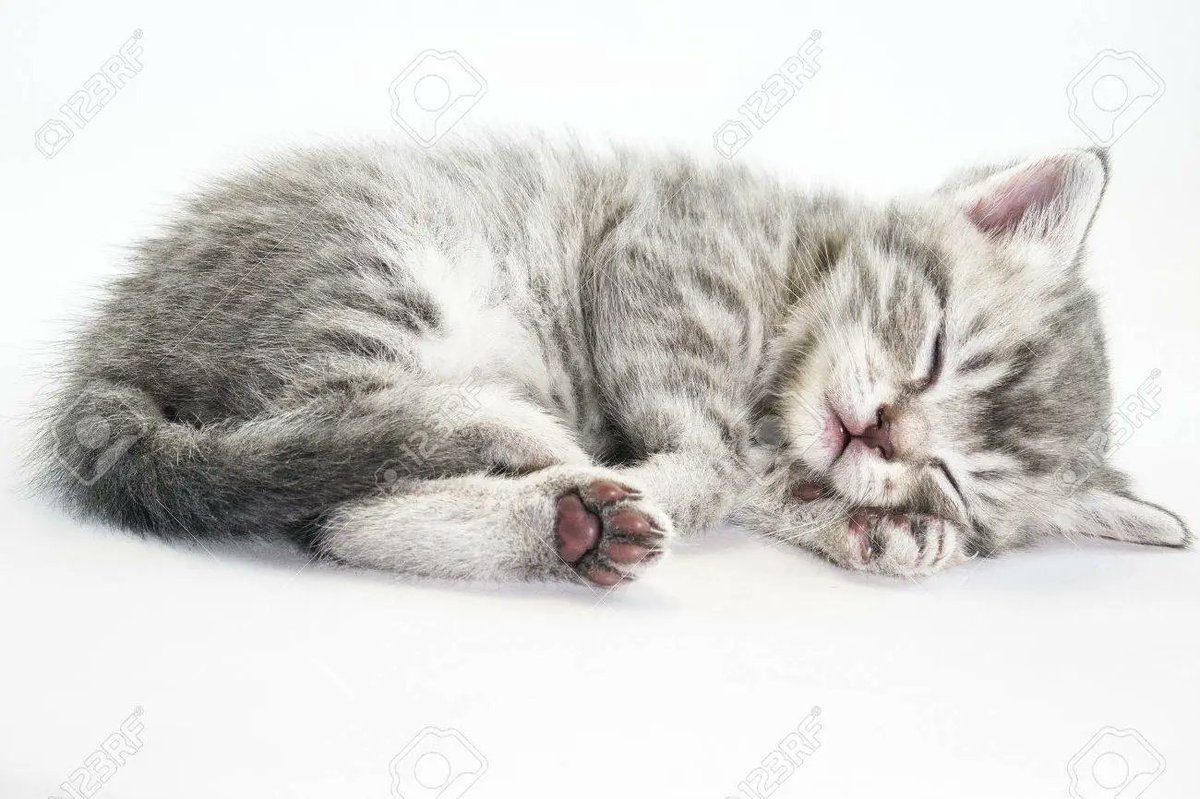 ReiReiBom's tweet photo. 🌟: I'm building an army of kittens I currently have 50 in my home. https://t.co/O19DWRNTUa