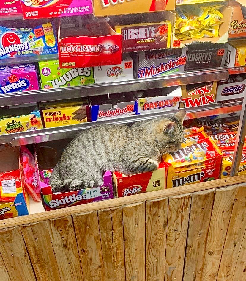 Bodegacats_'s tweet photo. https://t.co/aLAKj8BNHz