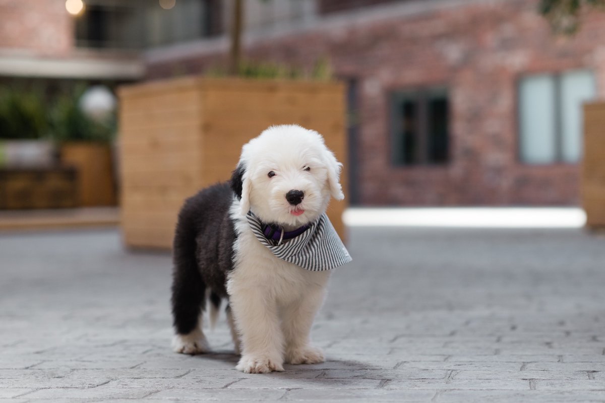 Archibald Fuzzface Jr. tweet media