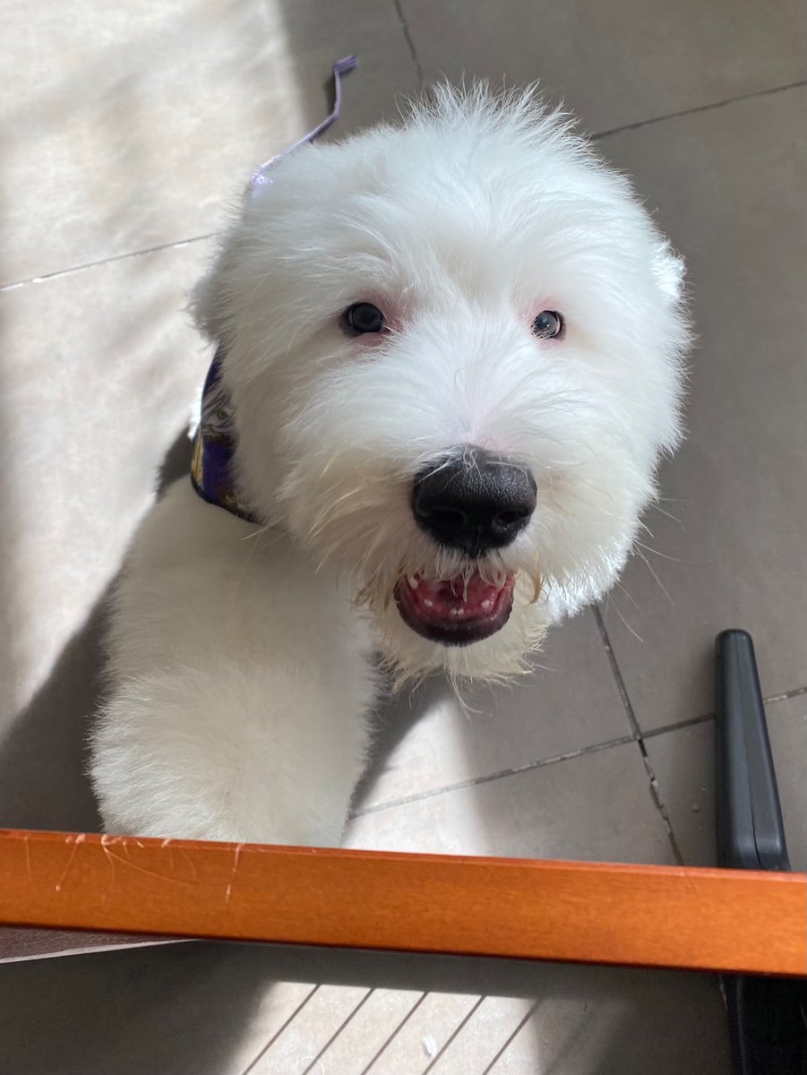 Archibald Fuzzface Jr. tweet media