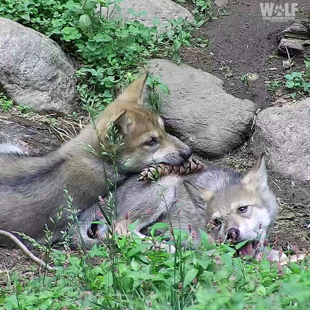 nywolforg's tweet photo. The Mexican gray wolf pups found this pine cone and are showing us that they're not all that different from the dogs we live with and love. ❤
#SaveTheLobo https://t.co/vNUUb1TKus