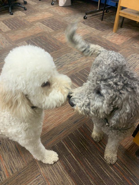 FssdMattie's tweet photo. I had a great day with the FSSD Leadership Team at day 2 of their Leadership Retreat! Wilson, the therapy dog @fssdFMS, joined us too! We had a great day providing support while the team was planning for the upcoming school year! https://t.co/pgRk1Nc5Ct