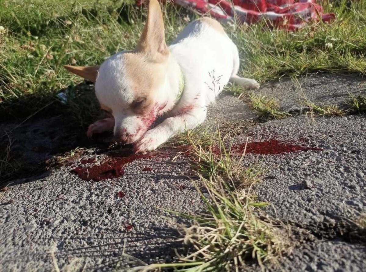 hechos_ec's tweet photo. Turba al sur de Quito maltrató brutalmente a un perrito de 4 meses meses, en el marco del #ParoNacionalEc2022. 

Para donaciones adjuntamos las cuentas ⬇️ @LuckyBienestar https://t.co/ishD6kblzS