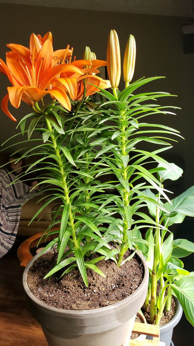 Rau2D2's tweet photo. Father's day came early at the Rau household. I have an herb garden and new plants to take care of https://t.co/12KDCkiFE9