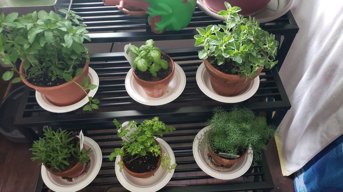 Rau2D2's tweet photo. Father's day came early at the Rau household. I have an herb garden and new plants to take care of https://t.co/12KDCkiFE9
