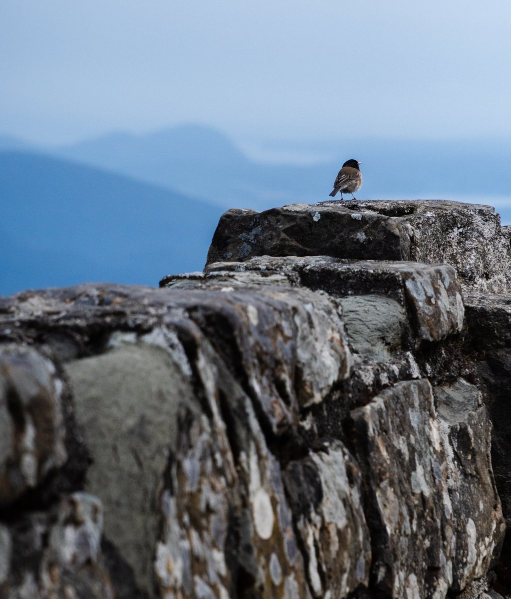 A bird on the edge of a lighthouse's outer wall on Orcas Island, Washington
#birdwatching #photography #Washington #orcasisland #cooltones