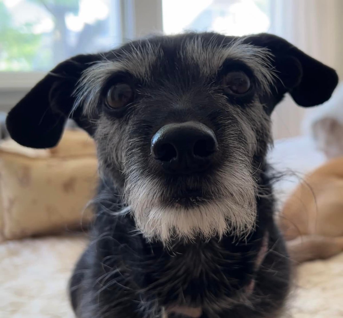 trioaf's tweet photo. I’d like to talk to the manager about this weather, please. - Hazel Grace
#heatwave,#toomuch,#rescuedog,#SeniorPup,#eyebrows https://t.co/RywQAQ4ohr