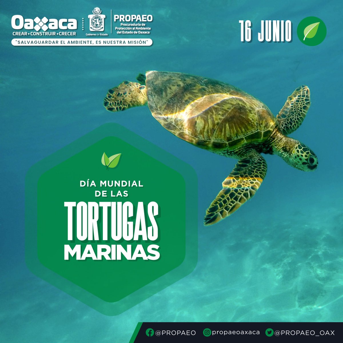 PROPAEO_OAX's tweet photo. La basura oceánica, la pesca con redes donde quedan atrapadas, el cambio en la temperatura de los océanos y el aumento del turismo en las playas donde desovan, hacen que las tortugas marinas estén gravemente amenazadas y estés desapareciendo.
#DiaMundialDeLasTortugasMarinas https://t.co/QWKgK1rTLP