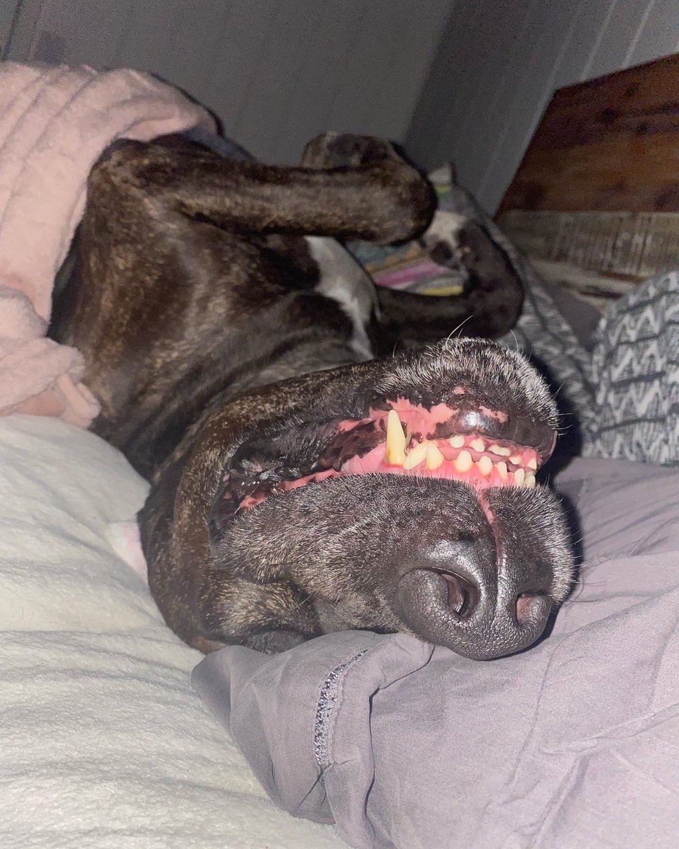 kickandcherry's tweet photo. Mummy and I had a long day at work today 🐶⚽️🚗👩🏻 Couldn’t have enough day naps😴 But now I’m finally in a good place😪🐶⚽️✨ Sweet dream Everyone💖

#bullarab #BullArab #dogsoftwitter #DogsofTwittter #BIGDOGS #Australia #ByronBay https://t.co/vJ7prTpxd9