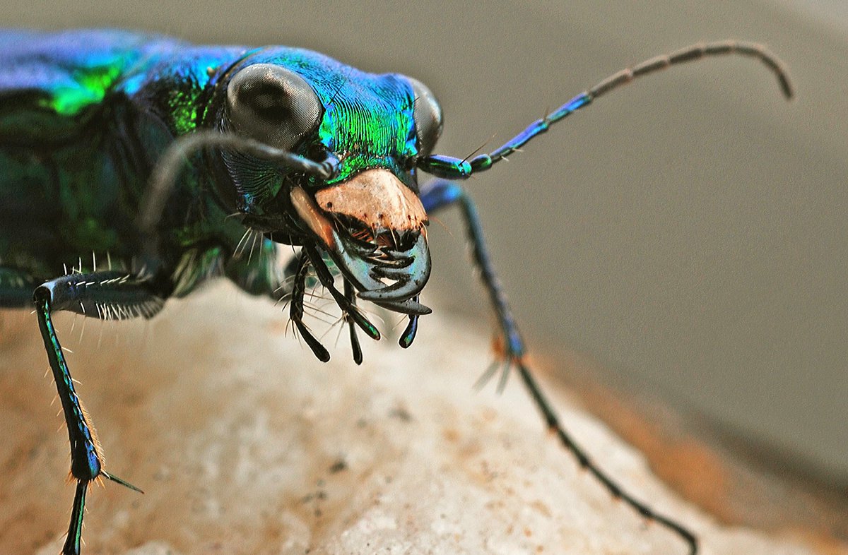 EfraArt_Mix's tweet photo. #WhatIsYourFavouriteInsect? Challenge? Alright @insectweek ππ.
My favorite insect is the #Tigerbeetle π, since I saw it in a beetle documentary I fell in love with it, its shape, its various colors, its "abilities" of running at enormous speeds and flying in a same + https://t.co/109i3CAq8k