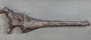 Palaeo_Meghan's tweet image. Why is one of the only photos I took at #ProgPal22 of a tap in the toilet in Lincoln student union? Anybody else think it looks like a croc? No? Just me? 🐊