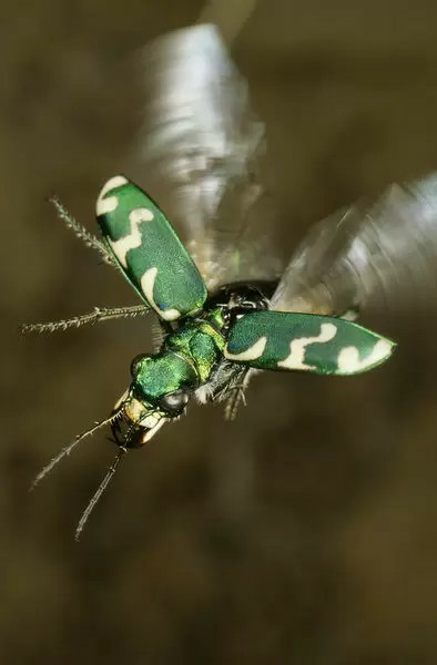 EfraArt_Mix's tweet photo. #WhatIsYourFavouriteInsect? Challenge? Alright @insectweek ππ.
My favorite insect is the #Tigerbeetle π, since I saw it in a beetle documentary I fell in love with it, its shape, its various colors, its "abilities" of running at enormous speeds and flying in a same + https://t.co/109i3CAq8k