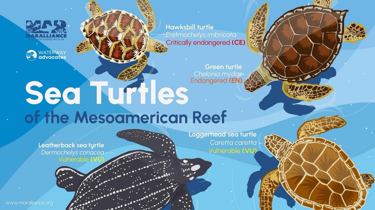 For #WorldSeaTurtleDay learn about some of the ways you can help sea turtles in your daily life! seaturtleweek.com/help #SeaTurtleWeek #SeaTurtleDay